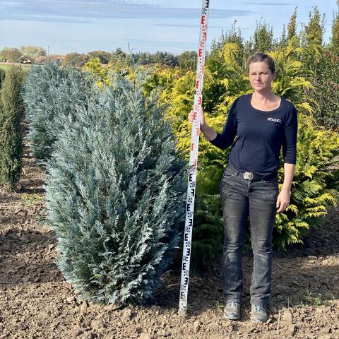Chamaecyparis lawsoniana 'Van Pelt´s Blue'